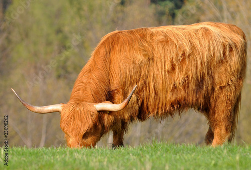 cow of highland cattle