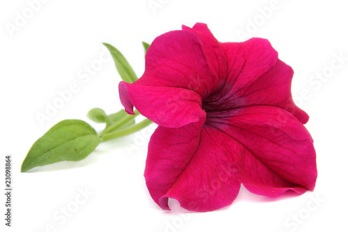 Fototapeta Naklejka Na Ścianę i Meble -  Fleur