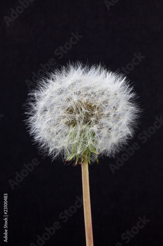 Dandelion Seed