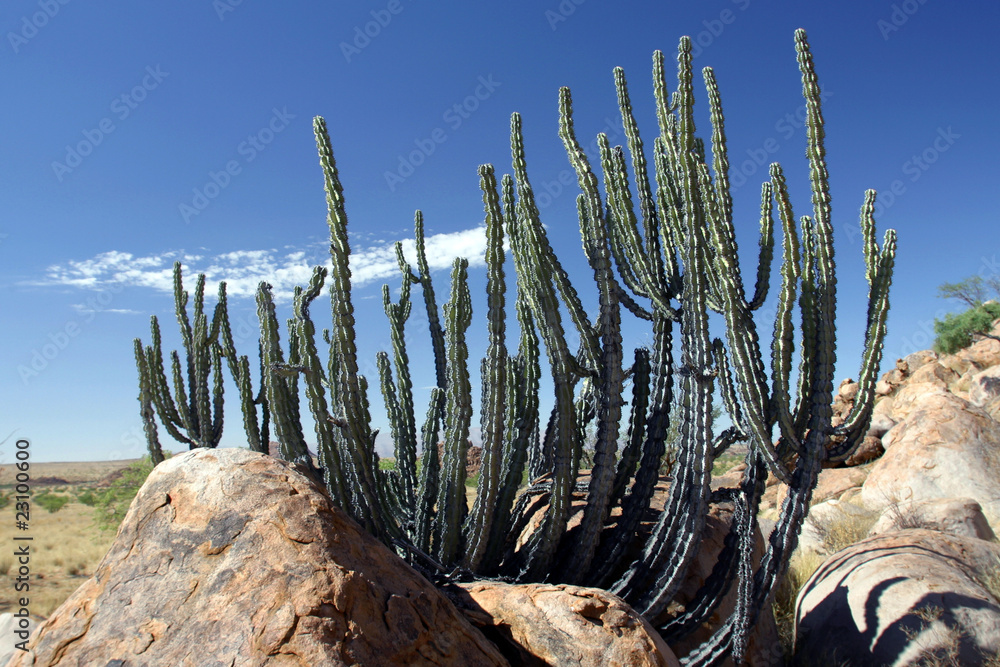 Kaktus Namibia Kaktus Namibia