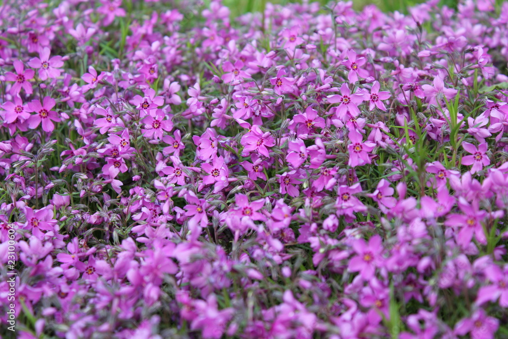 Naklejka premium Kwiaty