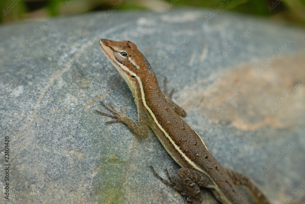 Anolis auratus - (Polychrotidae sauria) Anolis auratus - (Polychrotidae sauria)