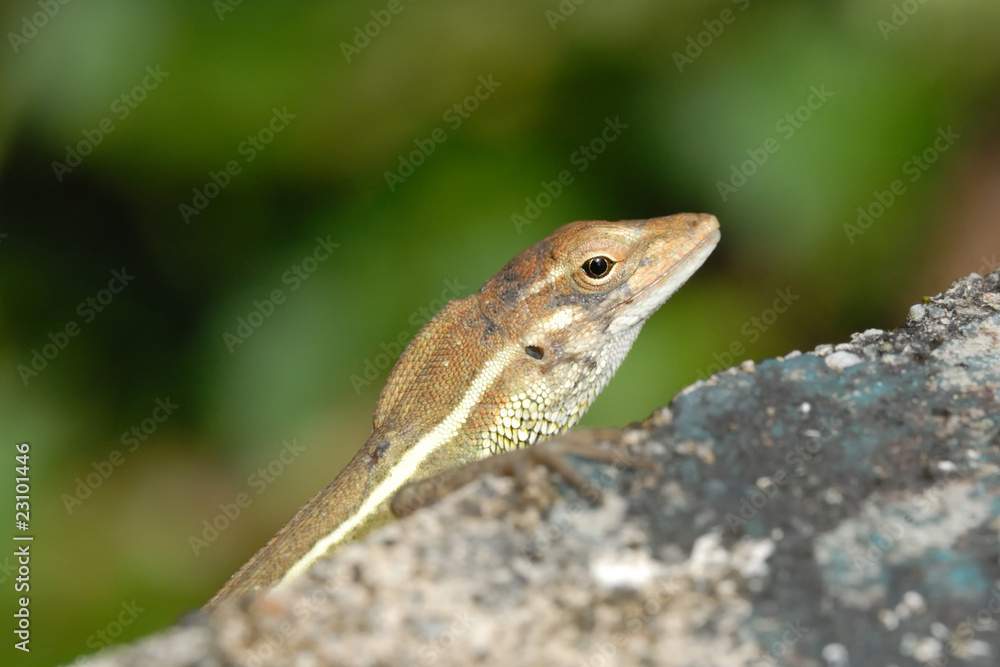 Anolis auratus - (Polychrotidae sauria) Anolis auratus - (Polychrotidae sauria)