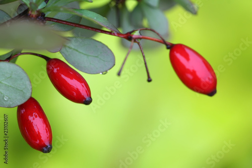 purple berberis