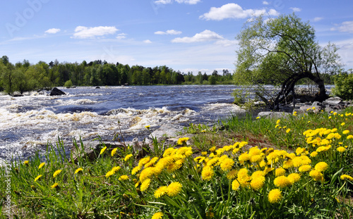 Spring river with Dandelions photo