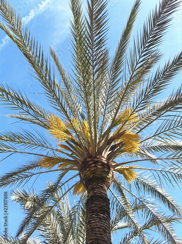 palmera en flor Alicante photo