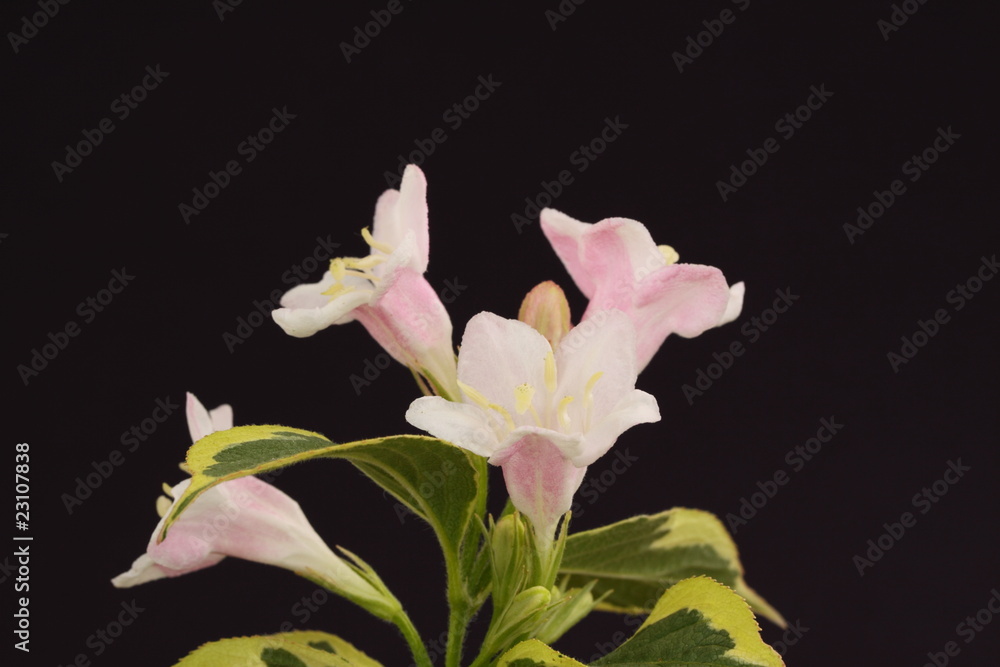 weigela weigela