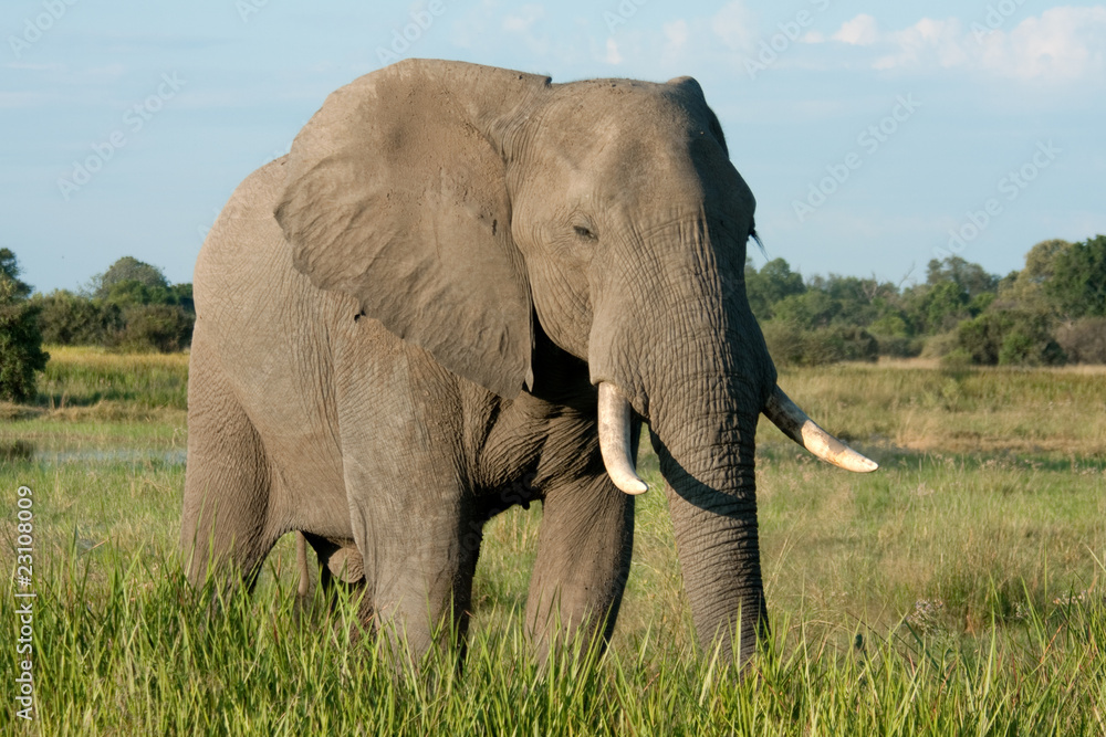 Elephant in Long Grass