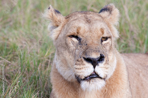 One Eyed Lioness