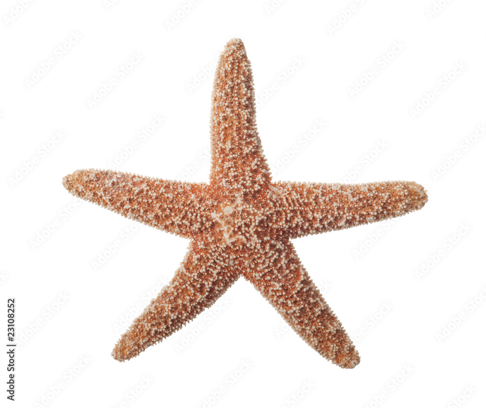 Starfish on White Starfish on White
