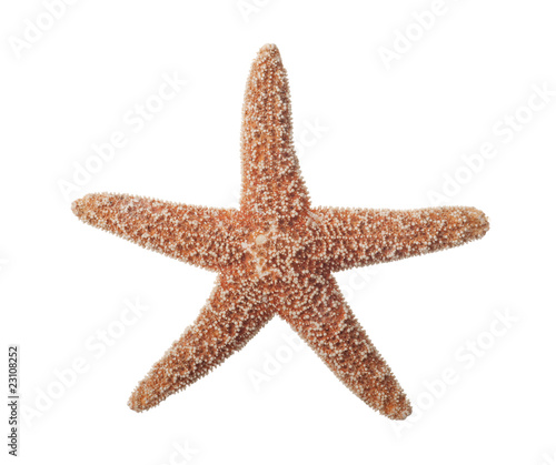 Starfish on White