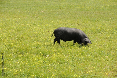Schwarzes Schwein auf Mallorca