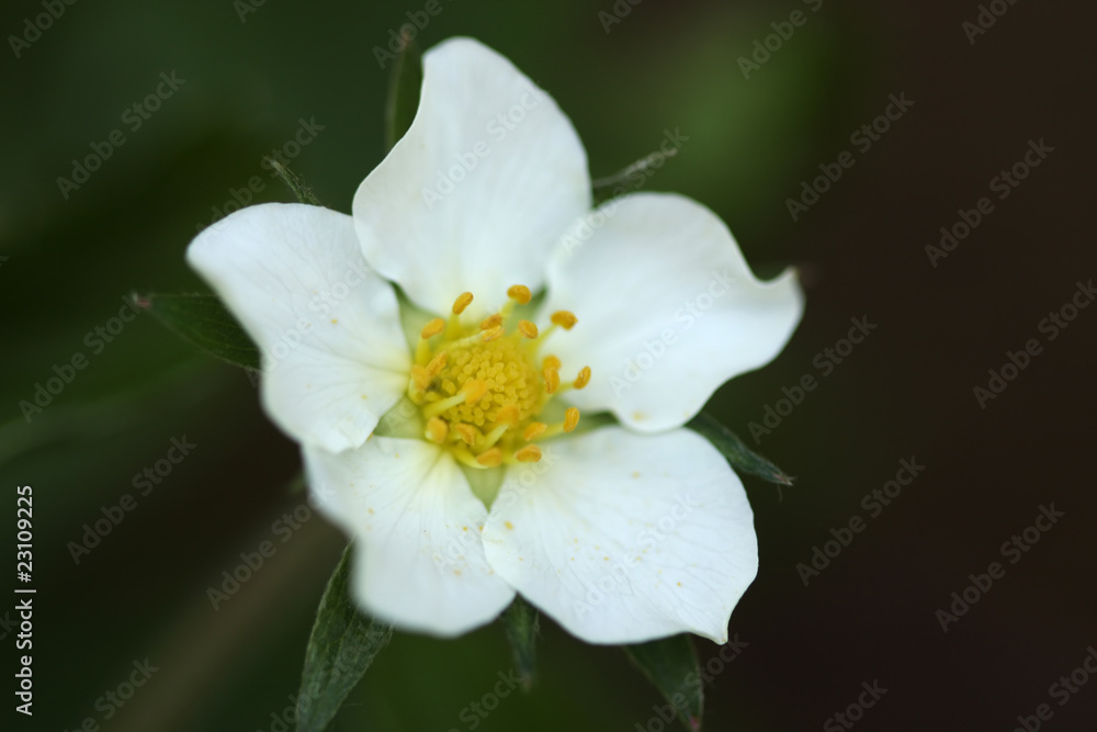 flower of wild strawberry flower of wild strawberry