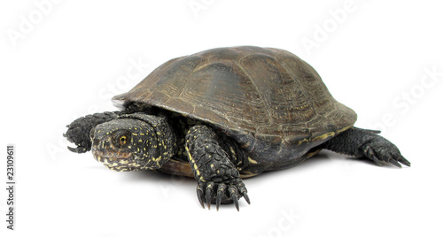 Turtle tortoise terrapin
