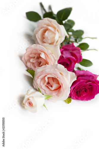 beauty roses