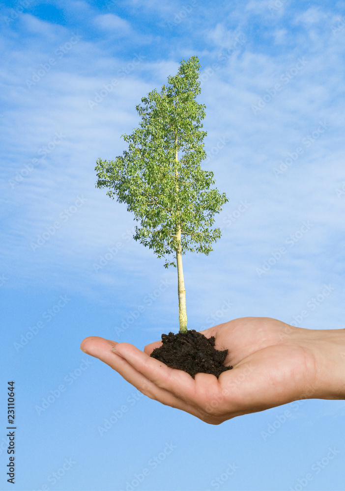 Tree in palm as a symbol of nature protection Tree in palm as a symbol of nature protection