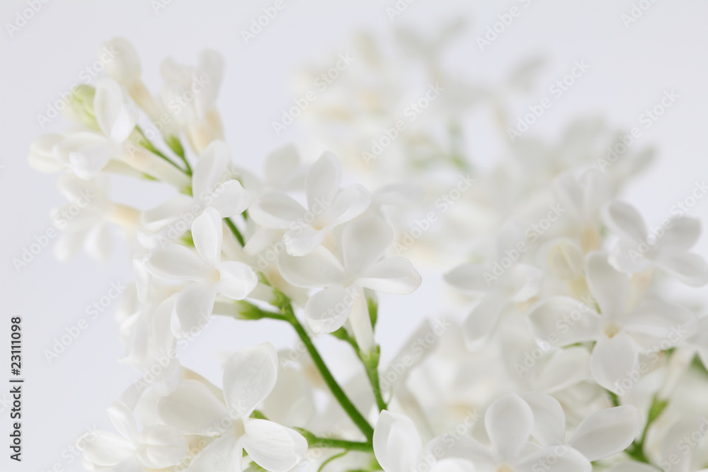 White lilac White lilac