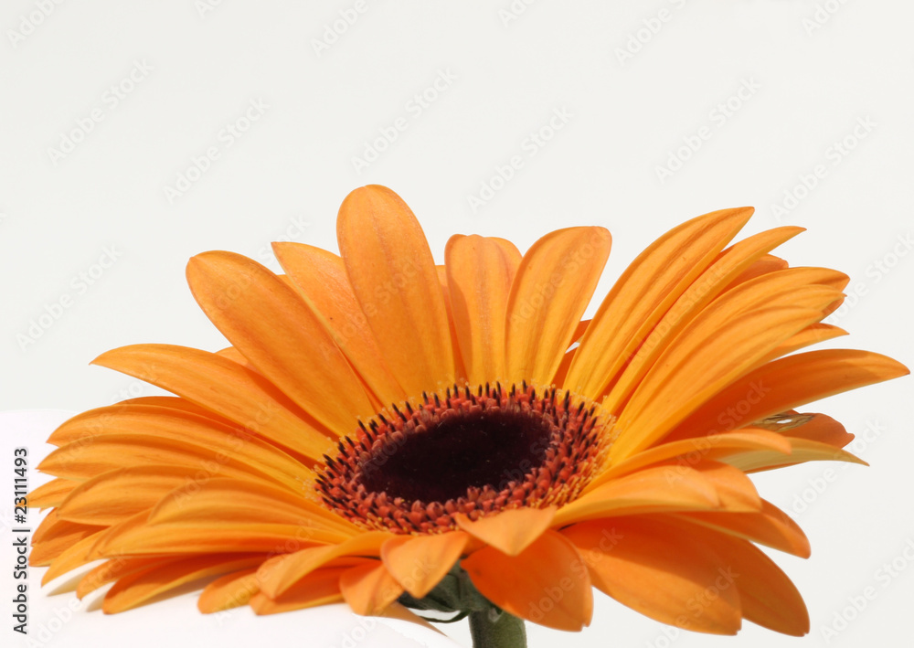 Gerberablüte Gerberablüte