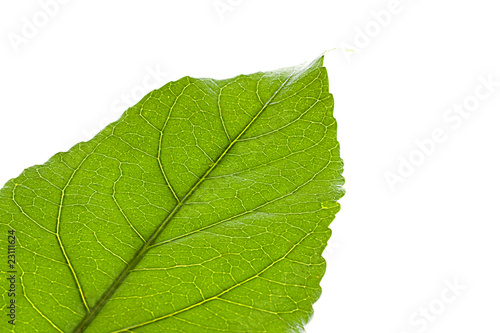 green leaf