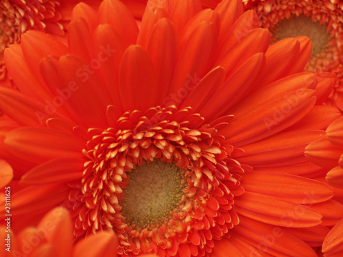 Orange Gerbera Detail