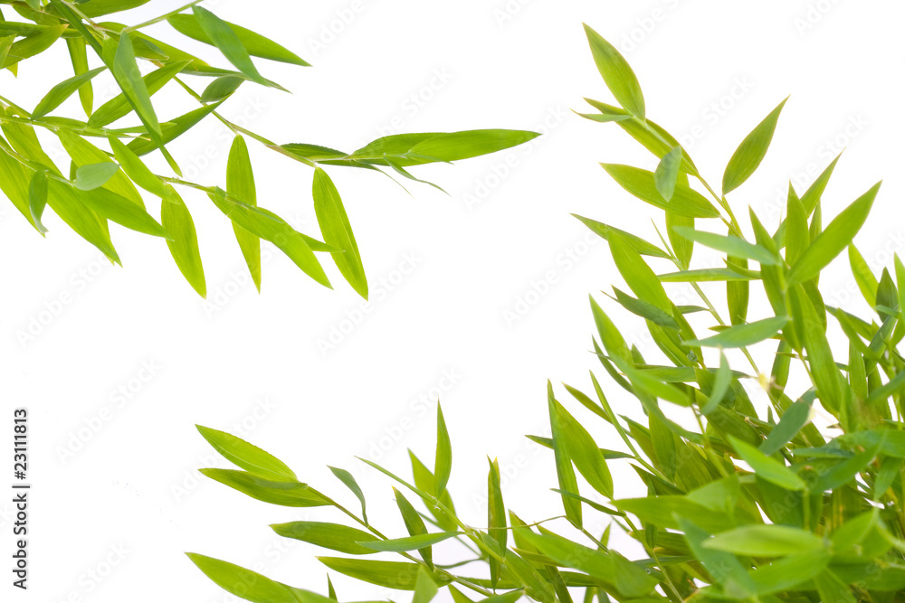 Obraz premium Branch leaf