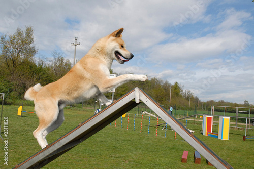 AKITA INU