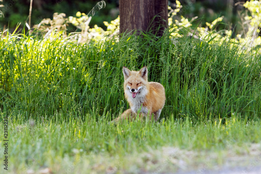 Naklejka premium renard