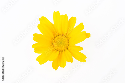 Wallpaper Mural yellow flower Torontodigital.ca