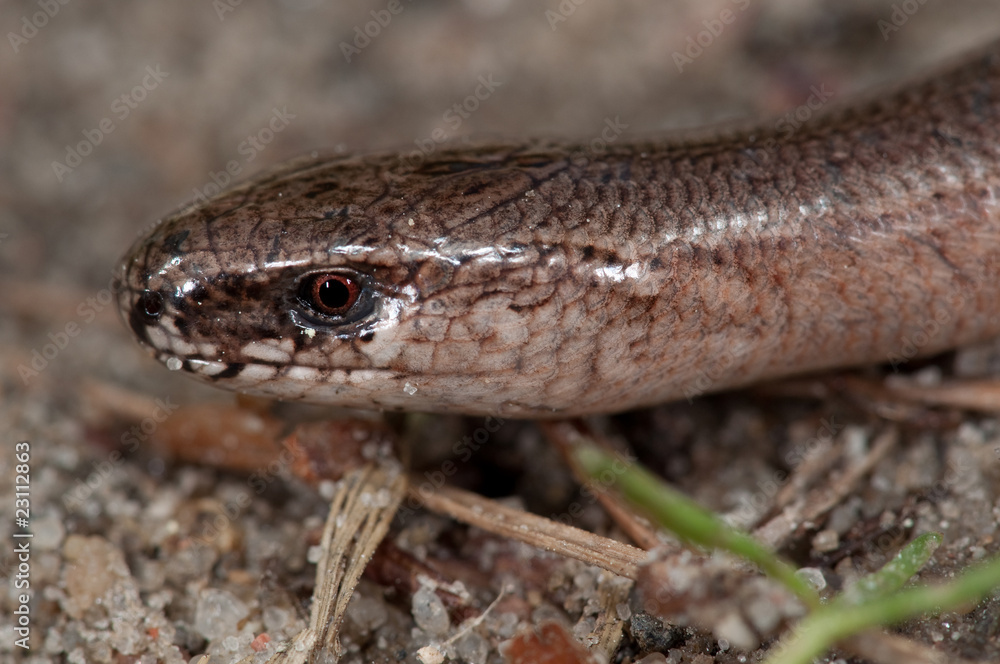 Kopf einer Blindschleiche, makro Kopf einer Blindschleiche, makro
