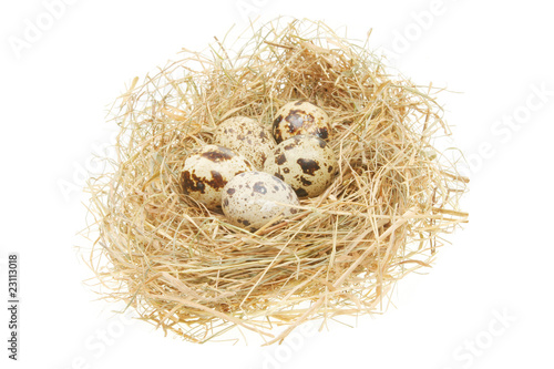 Birds eggs in a nest