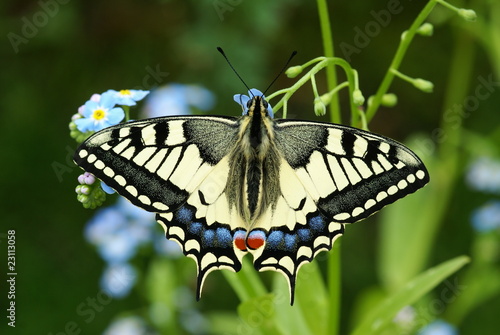 Schwalbenschwanz Papilio machaon photo