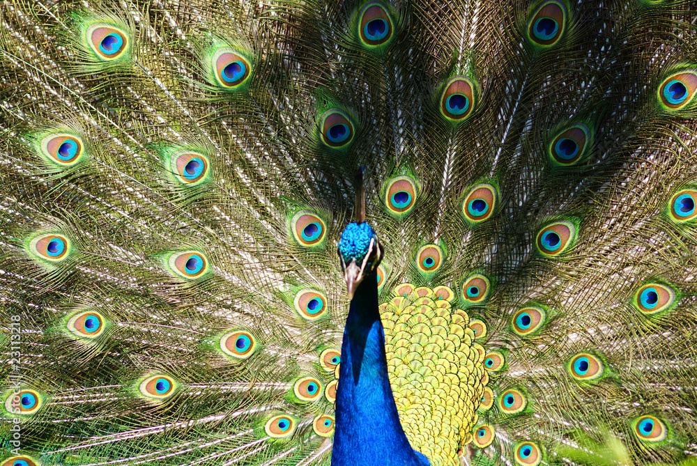 Obraz premium Bright colorful peacock