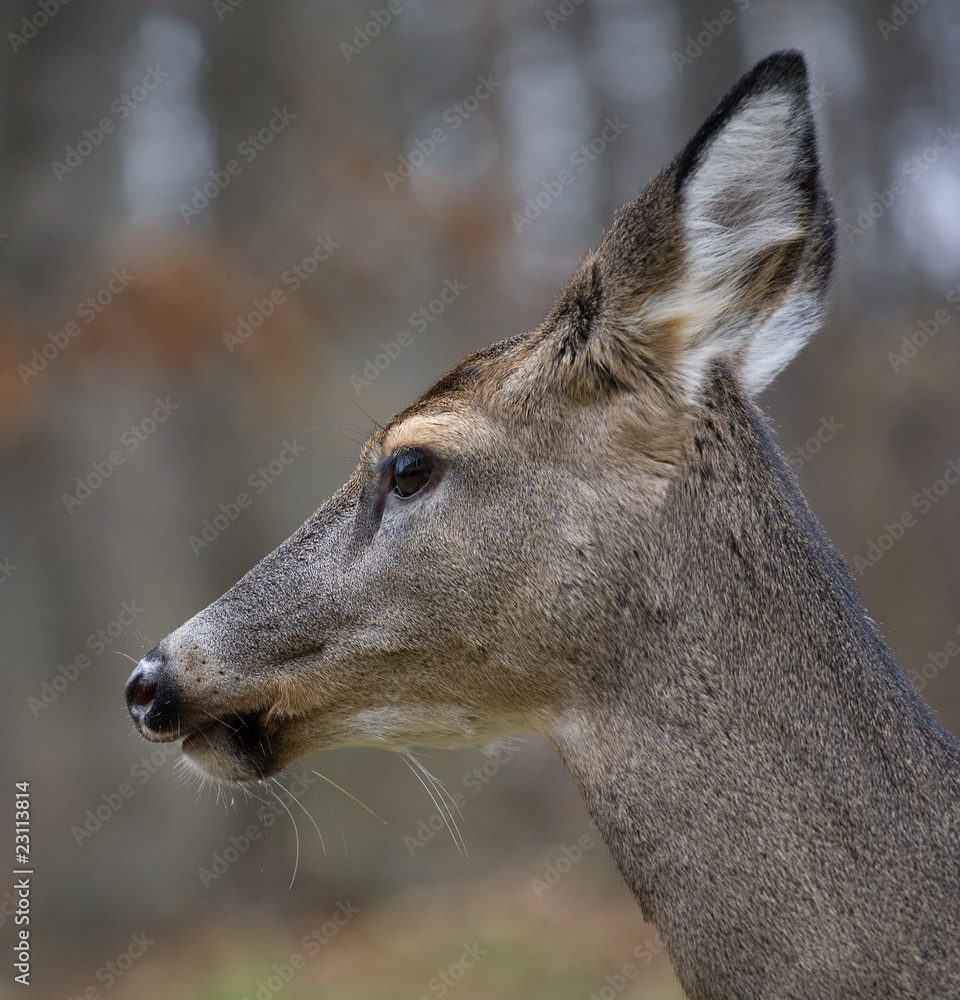 Fototapeta premium fall deer
