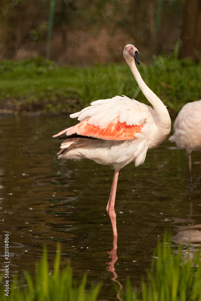 Phoenicopterus ruber