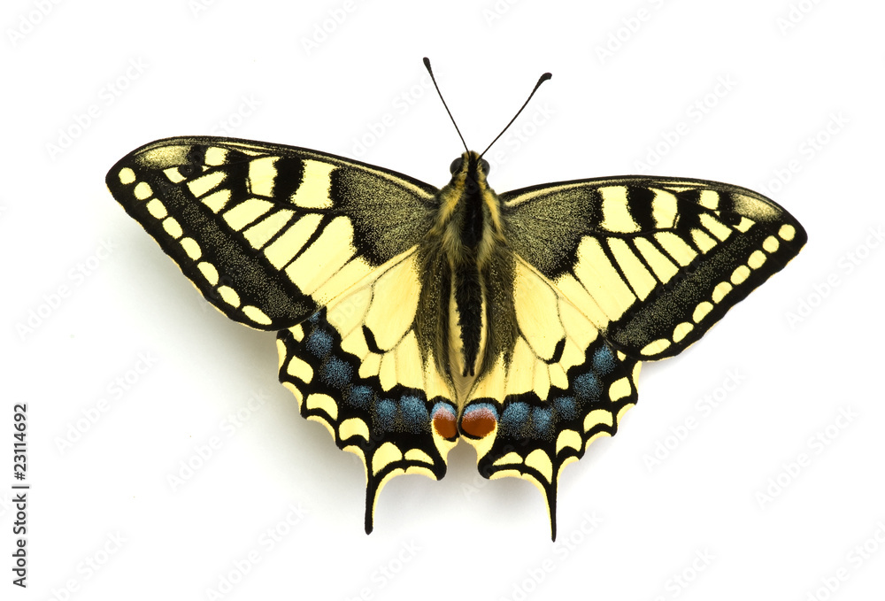 Fototapeta premium Schwalbenschwanz Papilio machaon freigestellt