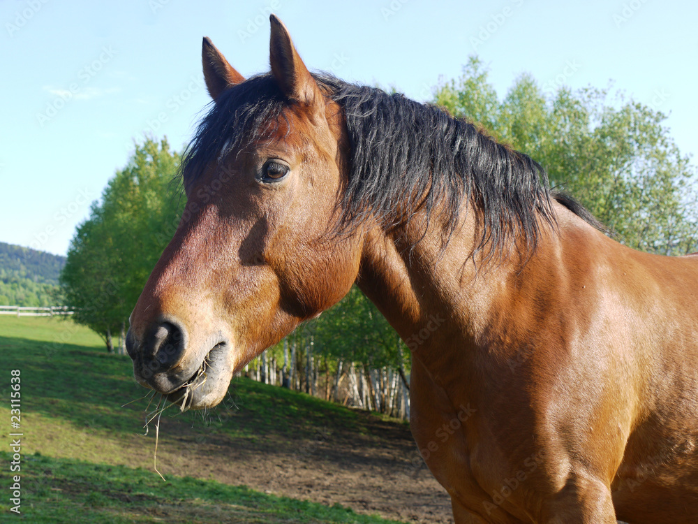 Obraz premium brown horse is eating straw