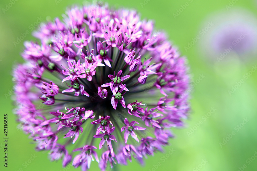 Zierlauch - Star of Persia - Allium christophii Zierlauch - Star of Persia - Allium christophii