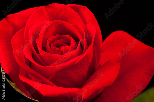 Close up of beautiful red rose on black background