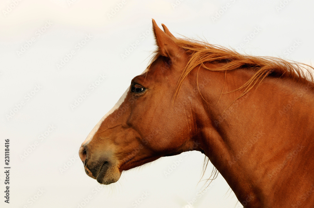 Obraz premium Braunes Pferd