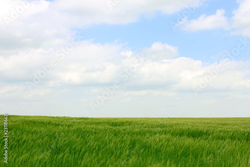 corn field and cloudy sky © henryn0580