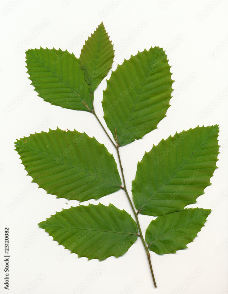 Beech Tree Leaves Beech Tree Leaves