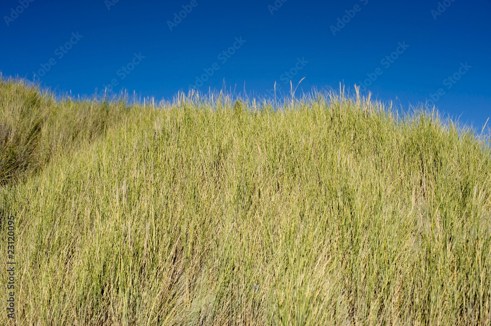 Tussock grass against deep blue sky