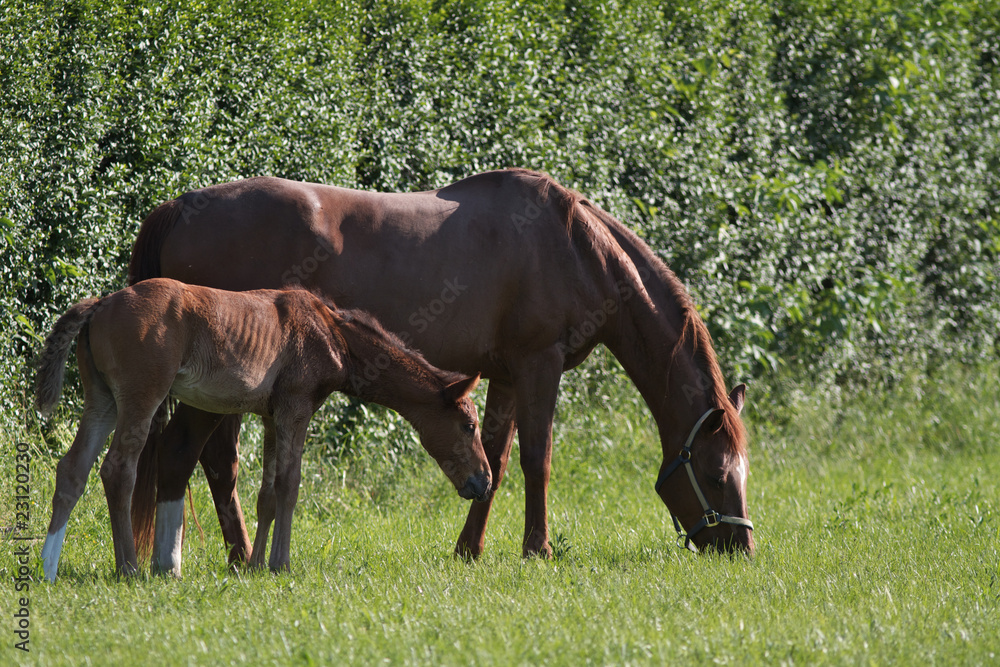Fototapeta premium PULEDRO 66
