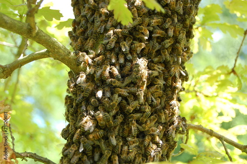 Rój pszczeli