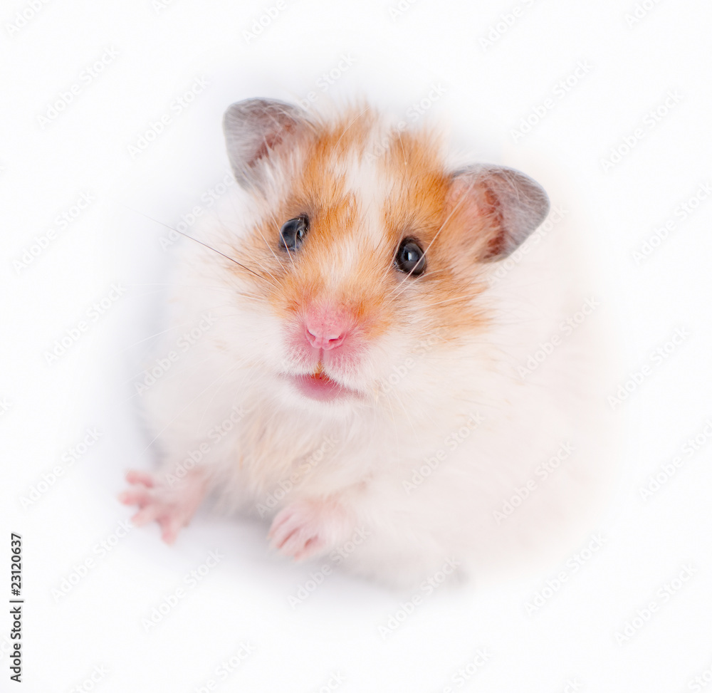 cute syrian hamster close-up