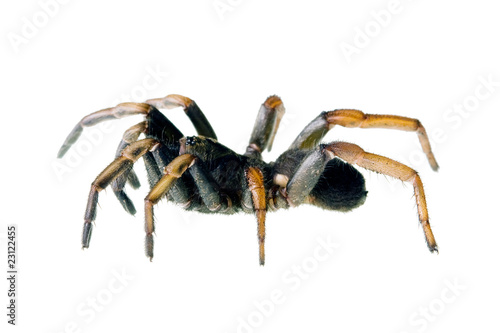 Spider - Common Brown Trapdoor, Arbanitis gracilis