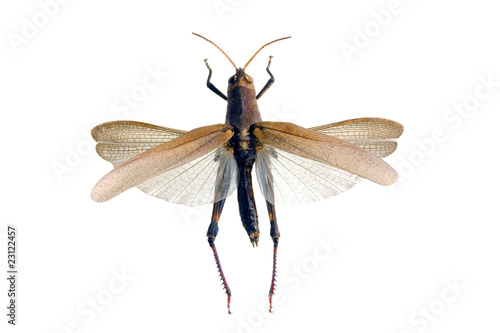 Common Field Grasshopper, Chorthippus brunneus photo