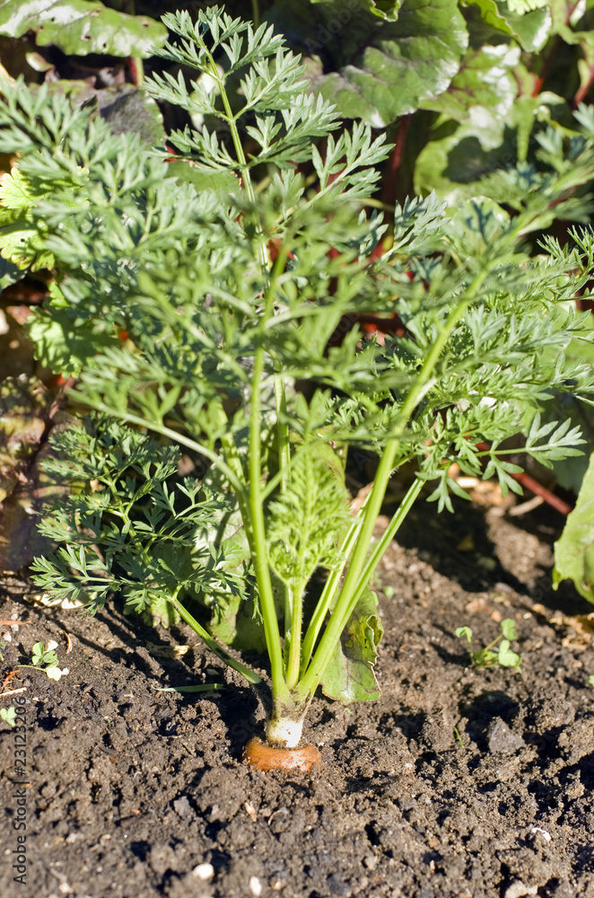 Obraz premium Carrot in the ground