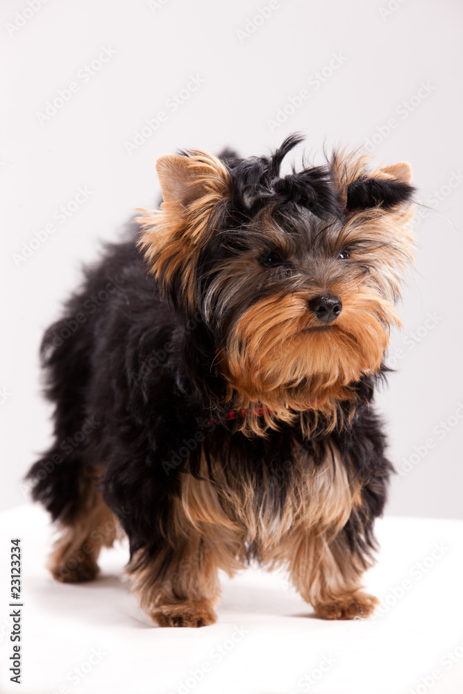 Little Yorkshire Terrier