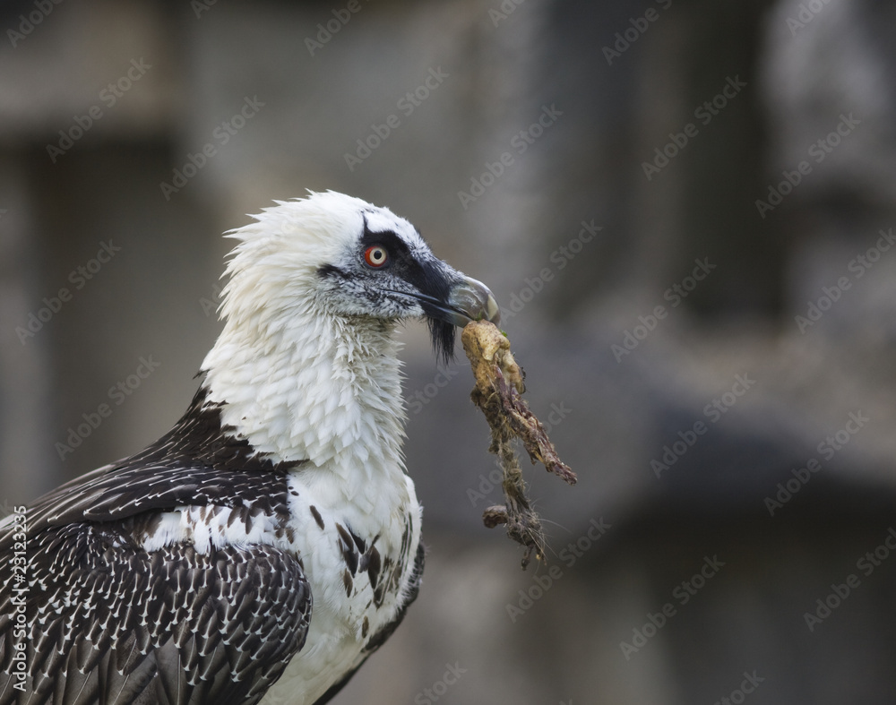 Obraz premium Bearded Vulture take a meat